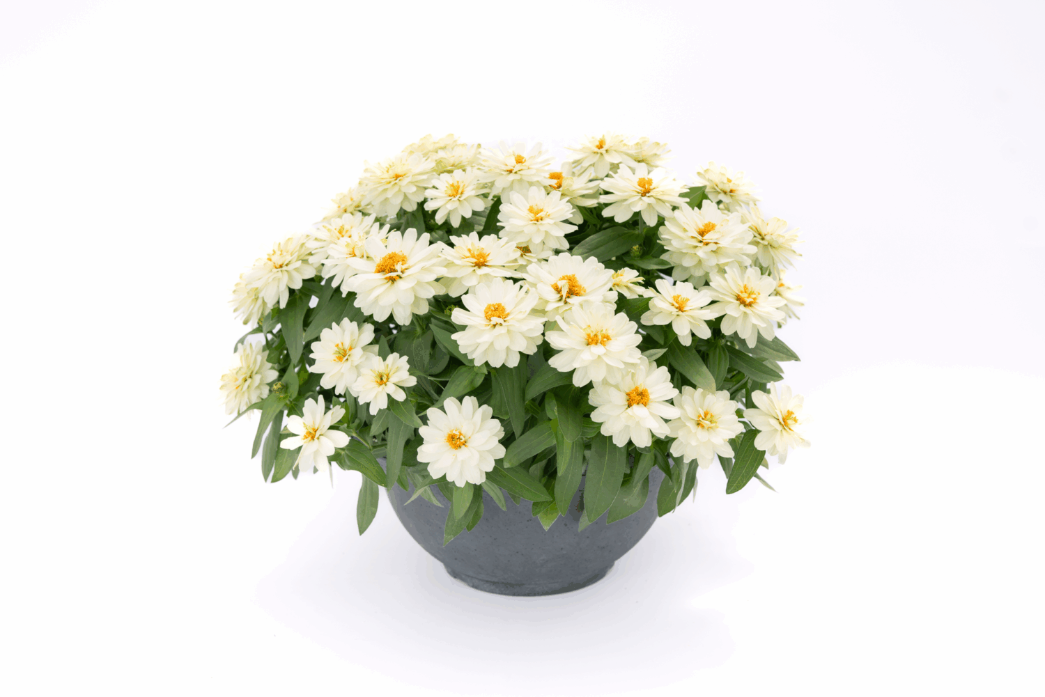 New AAS Winners for 2026 Zinnia Profusion Double White Imp