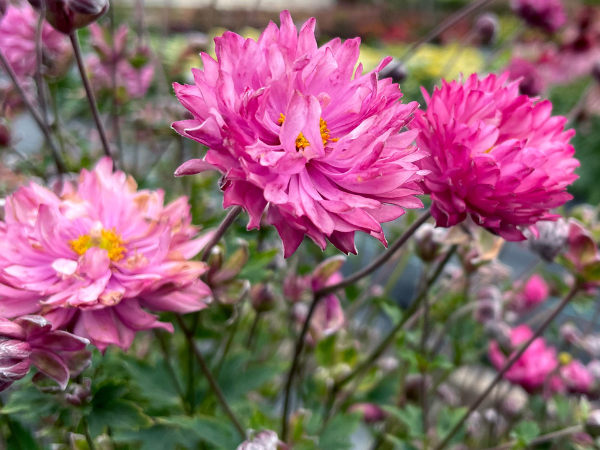 pink anemone flowers