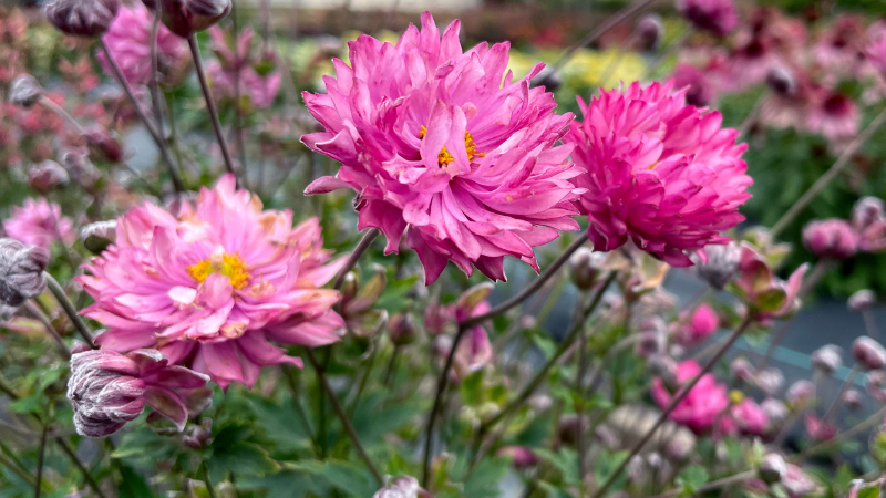 Terra Nova announces results from 2 trial programs