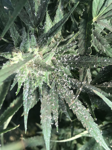 An Introduction to Integrated Pest Management for Indoor Hemp