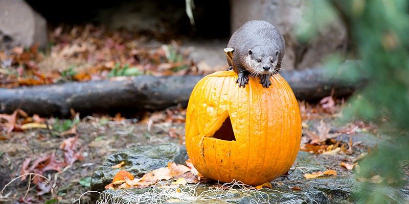 Sakata Donates Pumpkins to Seattle Zoo