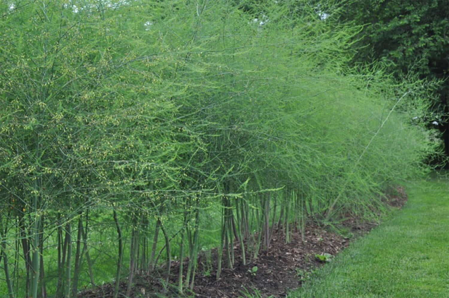 2024 PHS Gold Medal Plants Winner. Asparagus officinalis ‘Millennium’