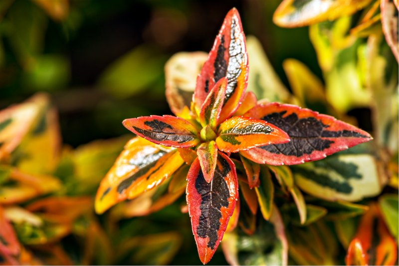 Armstrong Growers Acquires Asset of Do Right’s Plant Growers