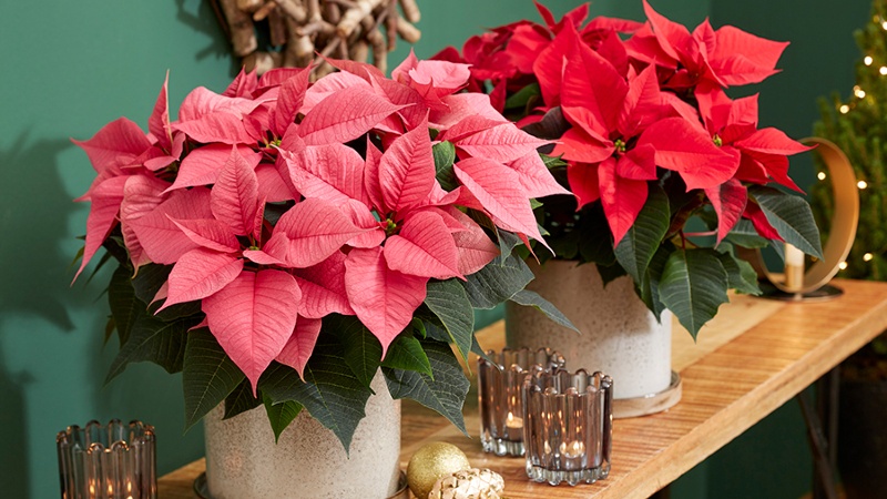 Breeders Jointly Organize Poinsettia Trials