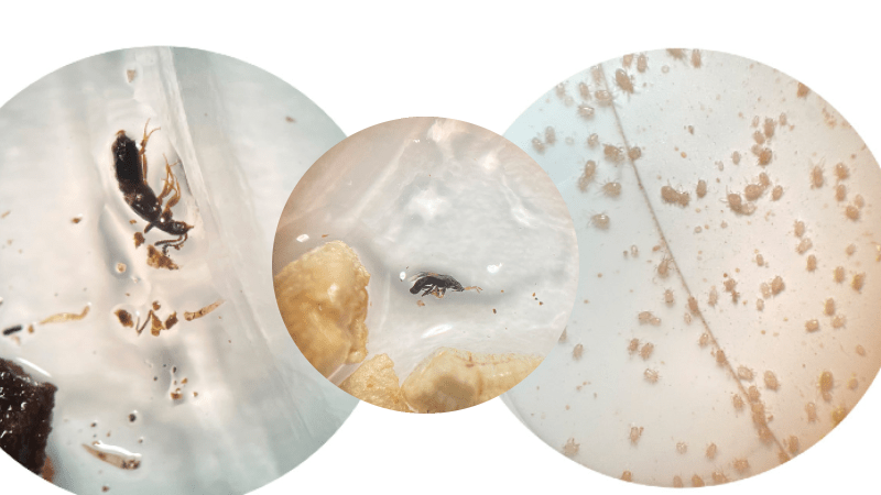 Biocontrol: How? Why? When? Yes, I Can!