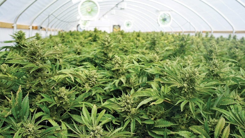 Outstanding Cannabis Flowering Depends on the Roots