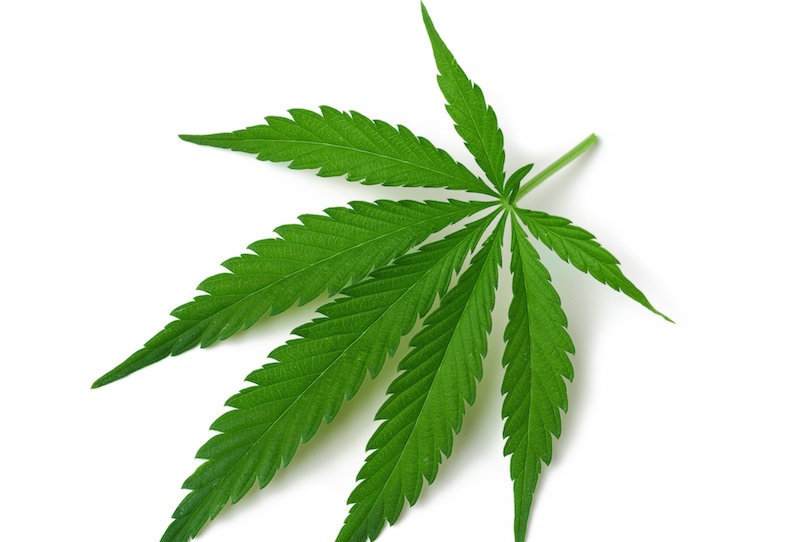 UNM, Green Flower Partner for Cannabis Education