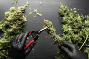 cannabis pruning