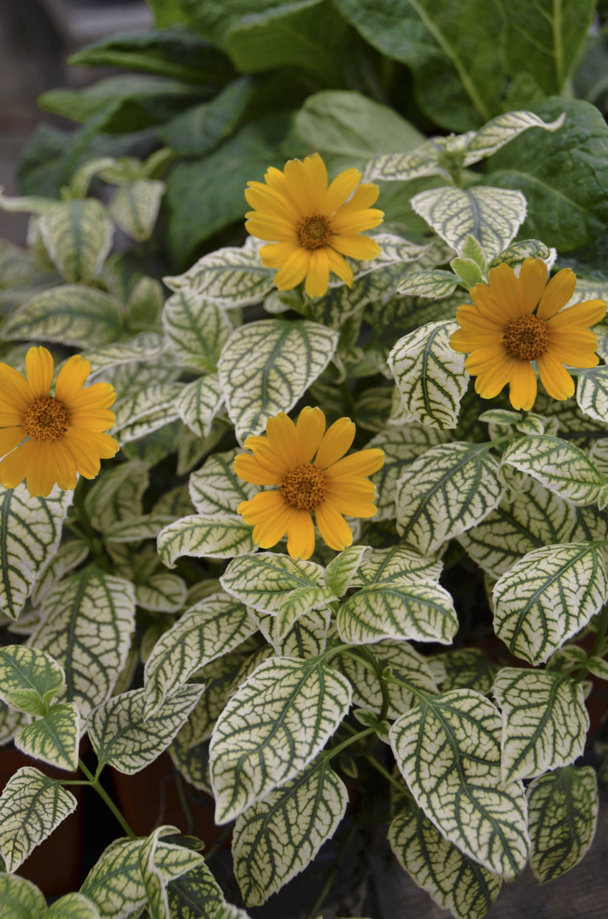 Perennial Solutions: Heliopsis 'Sunburst' - Greenhouse Product News