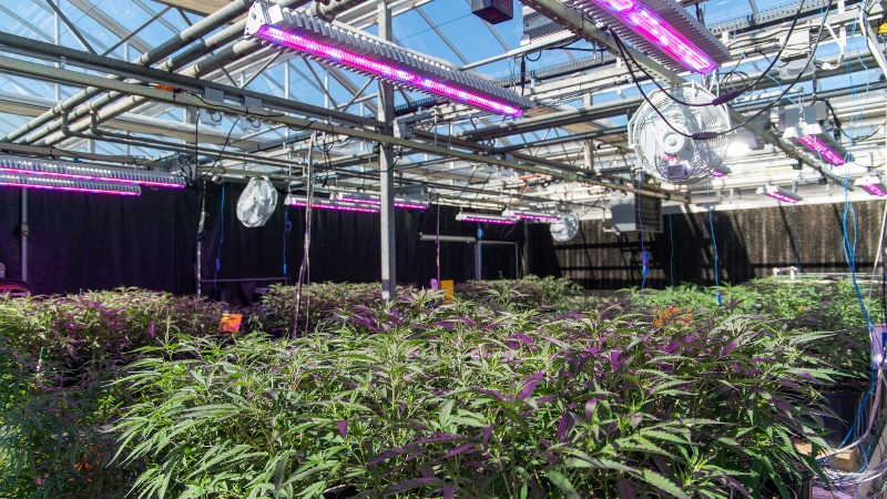 New Cannabis Light Spectrum Study Launches