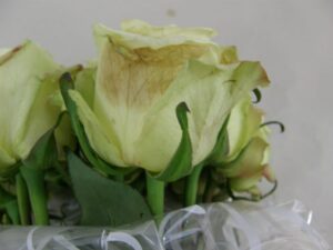 Cut Rose with Botrytis