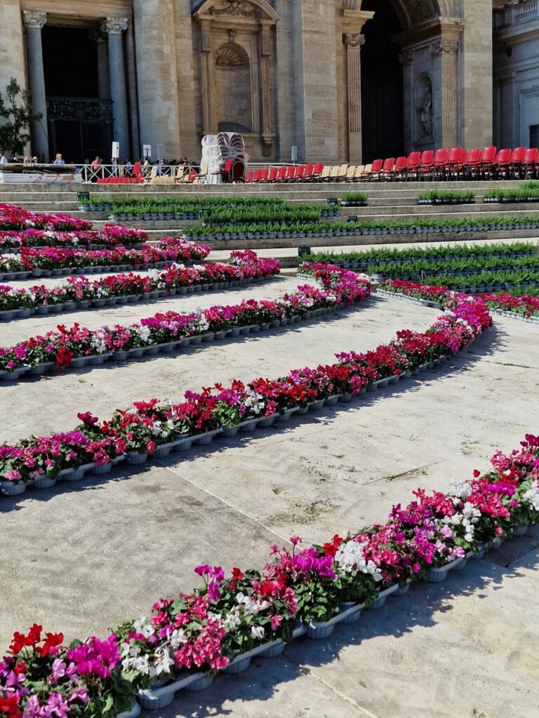 Cyclamen from Schoneveld Breeding shine in Vatican City