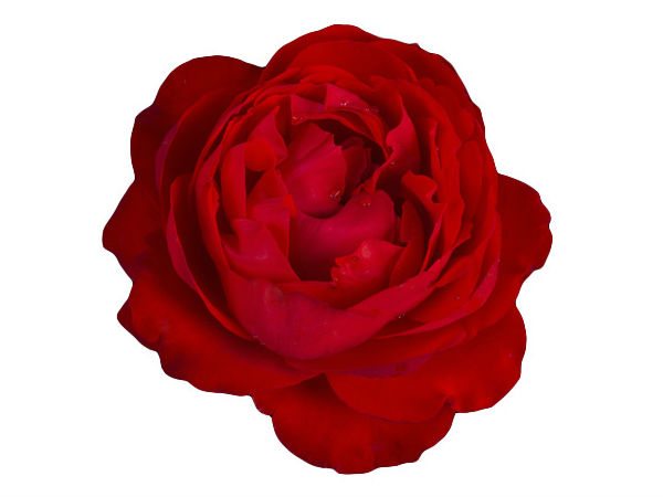 Altman Plants’ Rosarian Receives Biltmore Rose Award