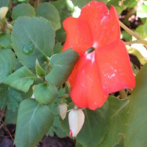 Downy Mildew