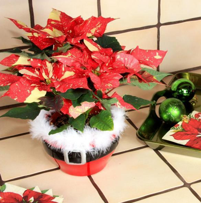 AFE Accepting Applications for Ecke Scholarship