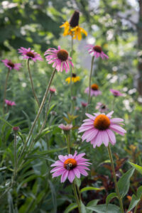 Photos of a Designing with Natives arrangement workshop led by Leah Blanton and held at the Manayunk Pop Up Garden on June 26, 2024.