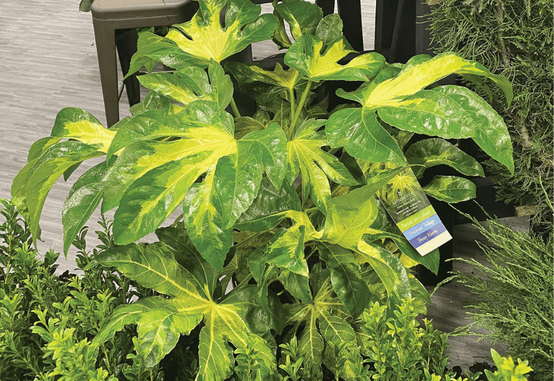 Green goods: Editors’ picks from Cultivate’24