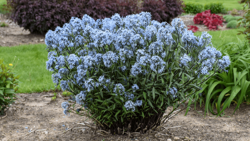 Proven Winners announces 2024 National Plants of the Year