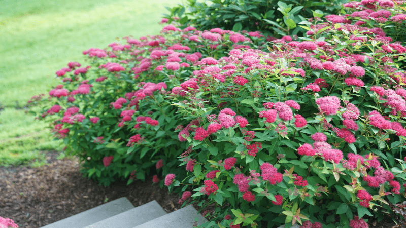 Year of the Spirea