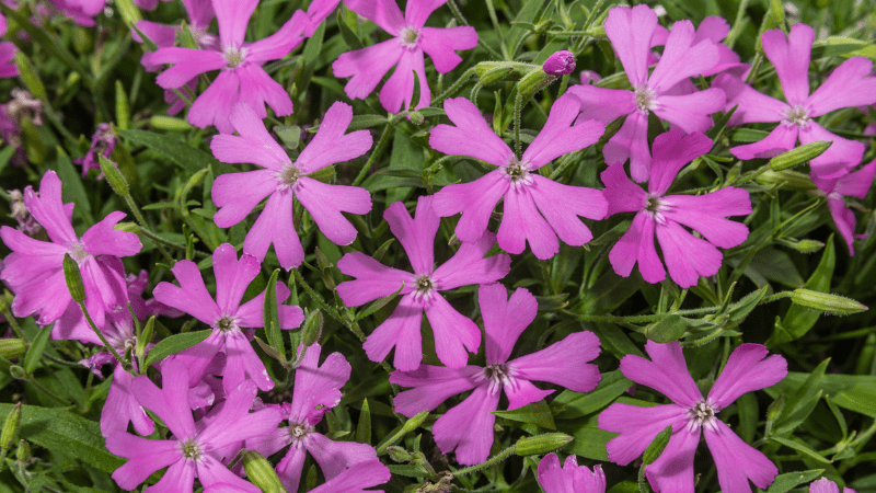 Culture Report: Silene Carol Jean Series