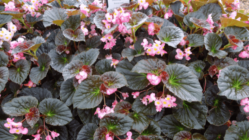 Vaughn’s View: Brilliant annuals for 2024