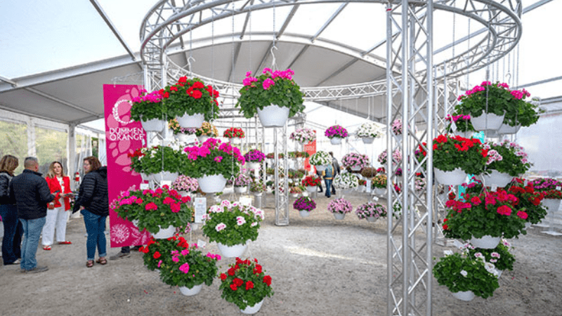 Culture Report: Santana Interspecific Geraniums