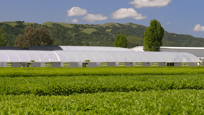 Grower Success Stories: Learn by doing