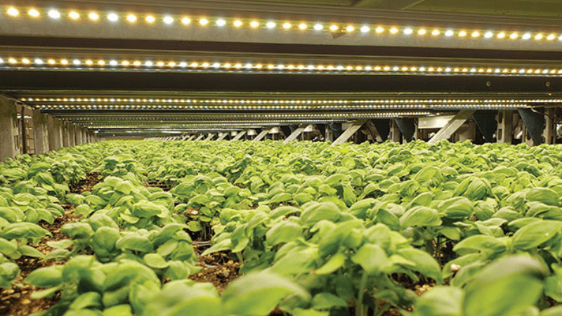 Technically Speaking: Lighting plants indoors, without sunlight