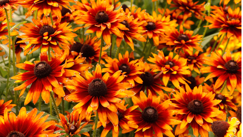 Terra Nova Nurseries debuts new introductions at Cultivate