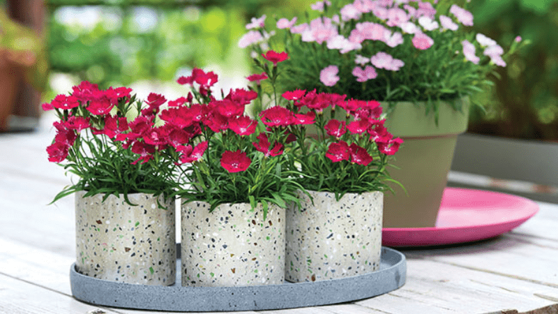 Breeding innovations