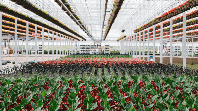 Grower Success Stories: A century of growing