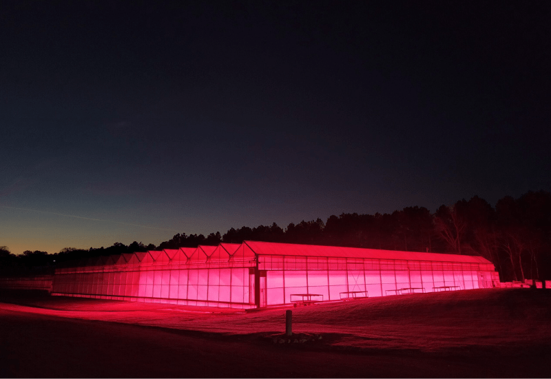 Grower Success Stories: Growing to a higher standard at James Greenhouses