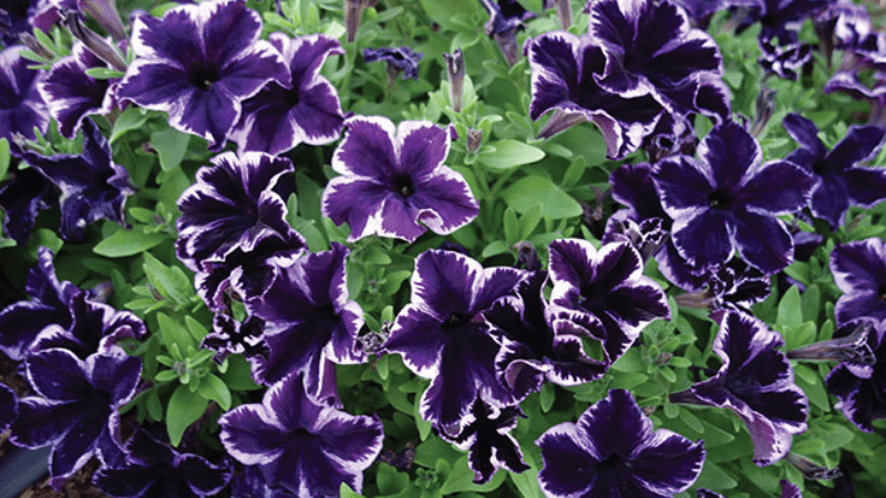 Vaughn’s View: Colorful and vibrant annual introductions for 2024 – Part 1