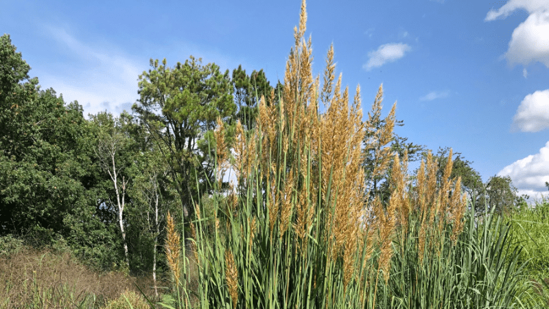 Culture Report: Sorghastrum ‘Golden Sunset’
