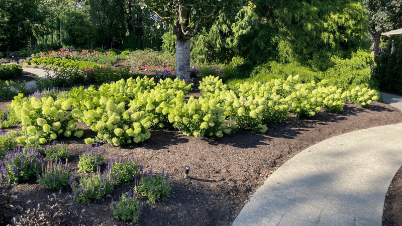 Bloomin’ Easy release five new and improved varieties for 2024