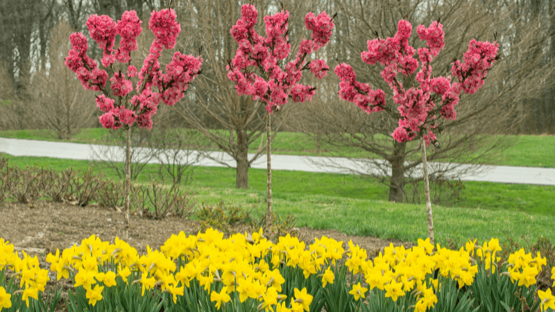 Star Roses and Plants to showcase new varieties at Cultivate’23