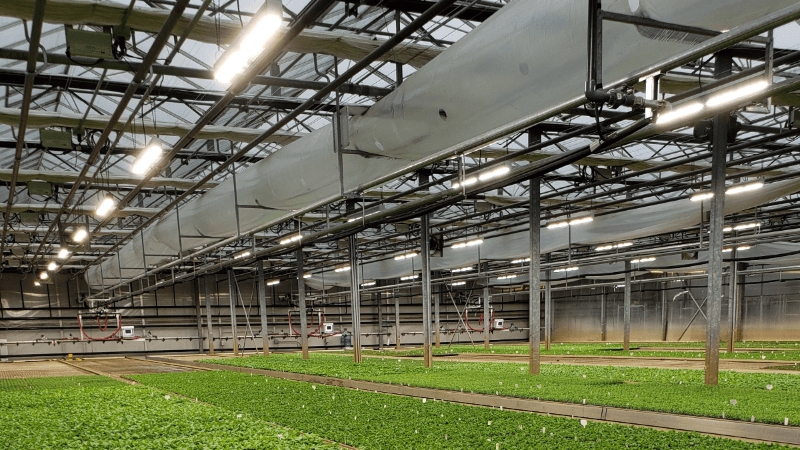 Technically Speaking: Advancements in horticultural lighting