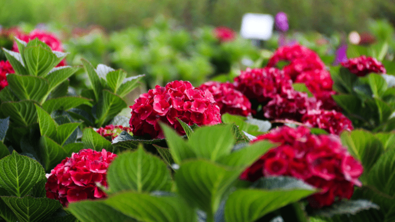 Hydrangea awarded Retailer’s Choice at Cultivate