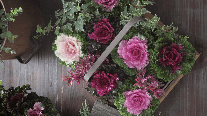 Culture Report: Ornamental kale Crystal series