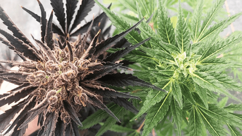 A case for hemp clones