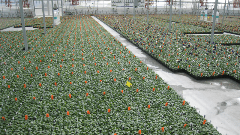 Is Your greenhouse really clean?