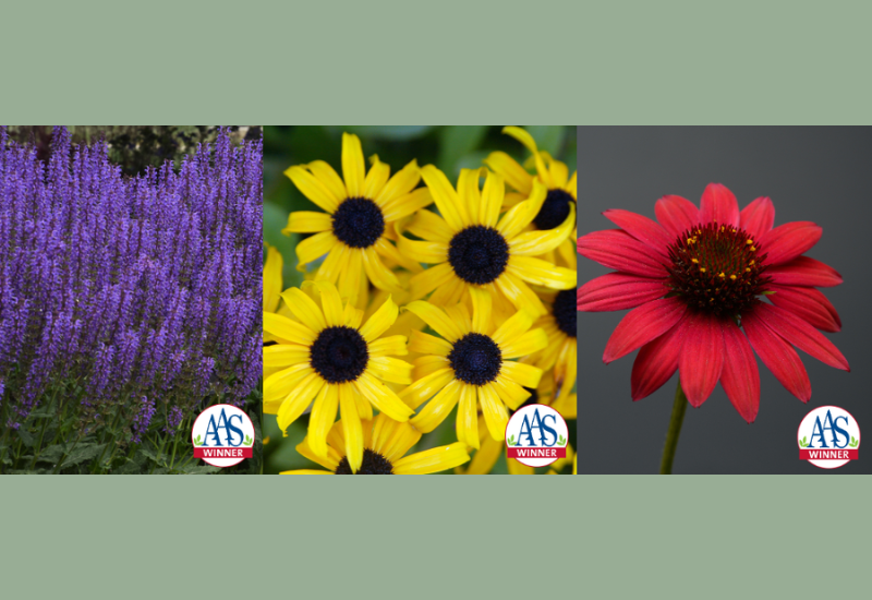 AAS opens entries for 2026-2029 perennial trial