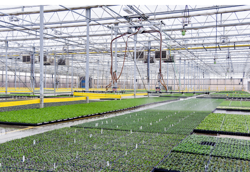 Grower Success Stories: Rooted in legacy at Walters Gardens