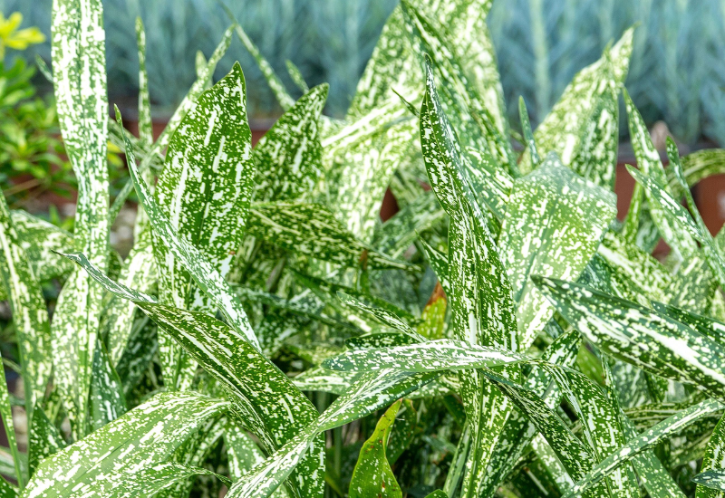 A rosy look for foliage trends in 2025