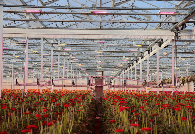 Entomatic system boosts spider mite control efficiency