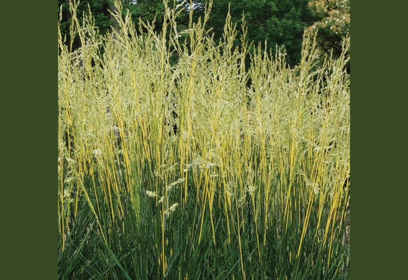 ‘Glow Sticks’ fescue wins Farwest Show’s New Varieties Showcase award