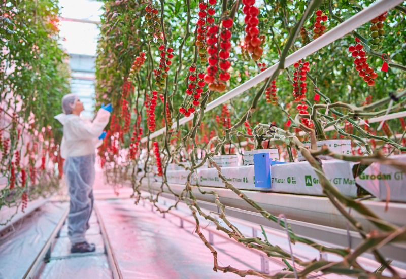 Grodan, Philips trial reduces heat input for tomatoes