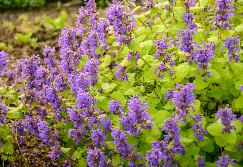 Emerald Coast Growers expands perennial lineup for 2025