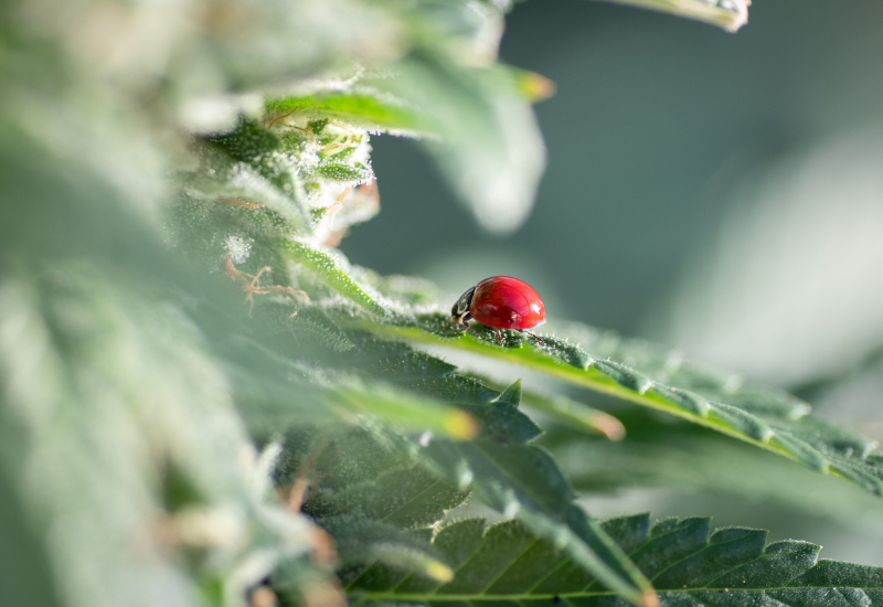 The journey of spray-free cannabis plants