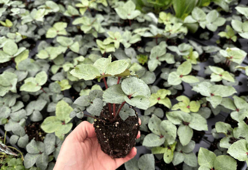 Mitigating shrink in the production greenhouse